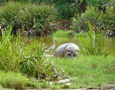 Hippo Point Boat Safari