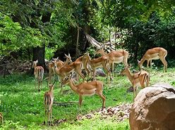 Kisumu Impala Sanctuary Tour